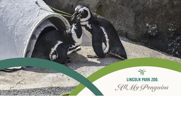 African penguins in exhibit, plus zoo branding for "All My Penguins"