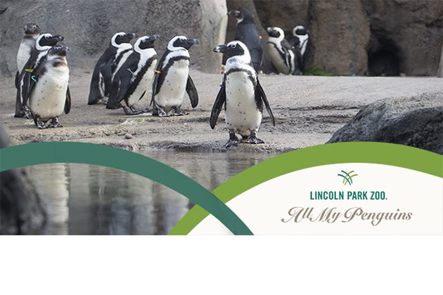African penguins in exhibit, plus zoo branding for "All My Penguins"