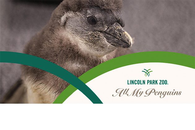 African penguin chick in exhibit, plus zoo branding for "All My Penguins"