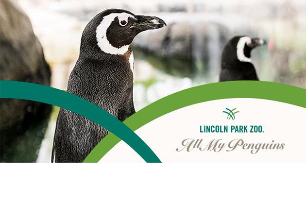 African penguins in exhibit, plus zoo branding for "All My Penguins"