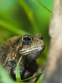 American toad in exhibit
