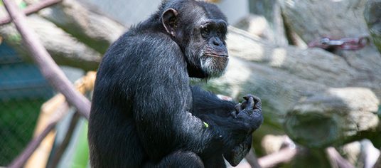 Chimpanzee in exhibit