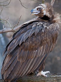 Cinerous vulture in exhibit