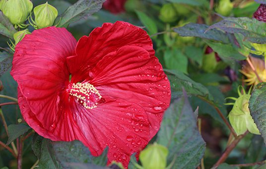 Red flower