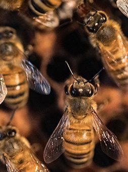 European honey bee in exhibit