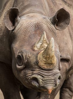 Eastern black rhinoceros in exhibit