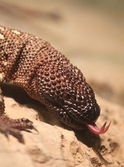 Rio Fuerte beaded lizard in exhibit