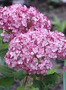 Pink flowers