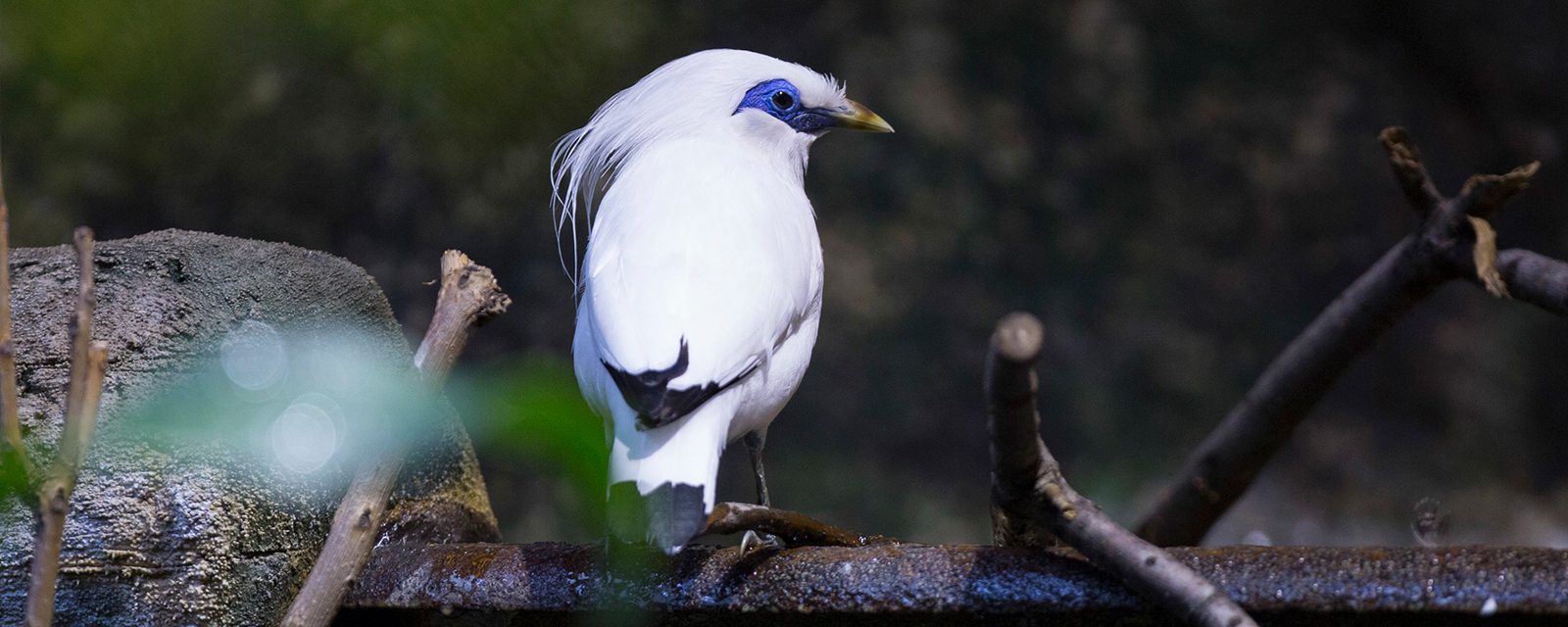 Bali myna standing on a branch in exhibit