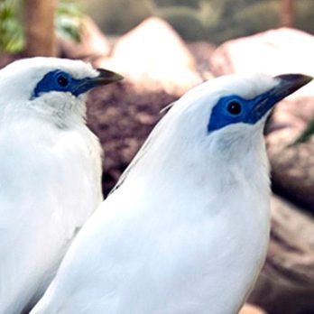 Two Bali mynas in exhibit