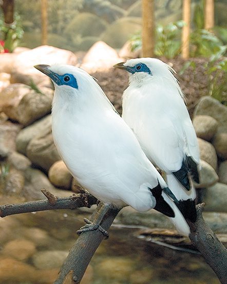 Two Bali mynas in exhibit