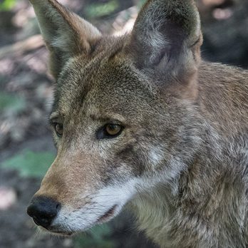 Red wolf in exhibit