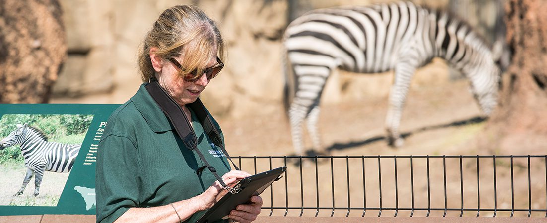 Zoo scientist observing a plains zebra in exhibit