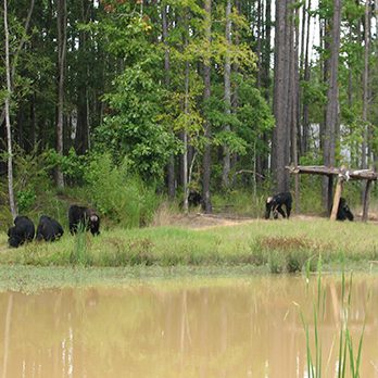 Chimpanzees socializing at Chimp Haven