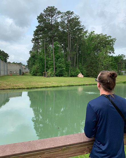 A scientist observes the chimpanzees at Chimp Haven