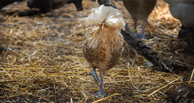 Domestic chicken in exhibit