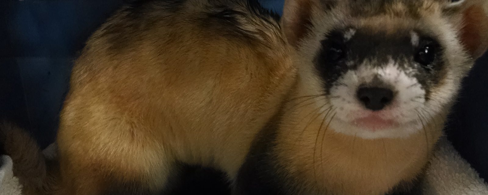 Conserving the Black-footed Ferret (2005-2020)