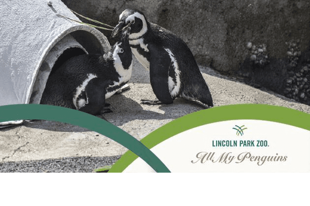 Two African penguins in exhibit