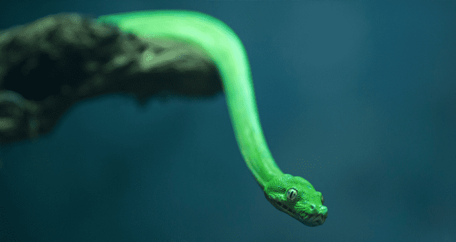 Smooth green snake in exhibit