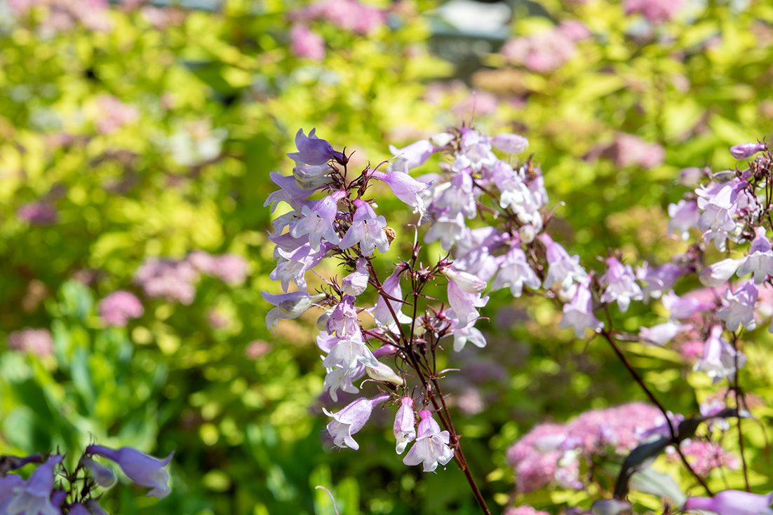 Purple and white flowers