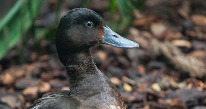 Baer's pochard