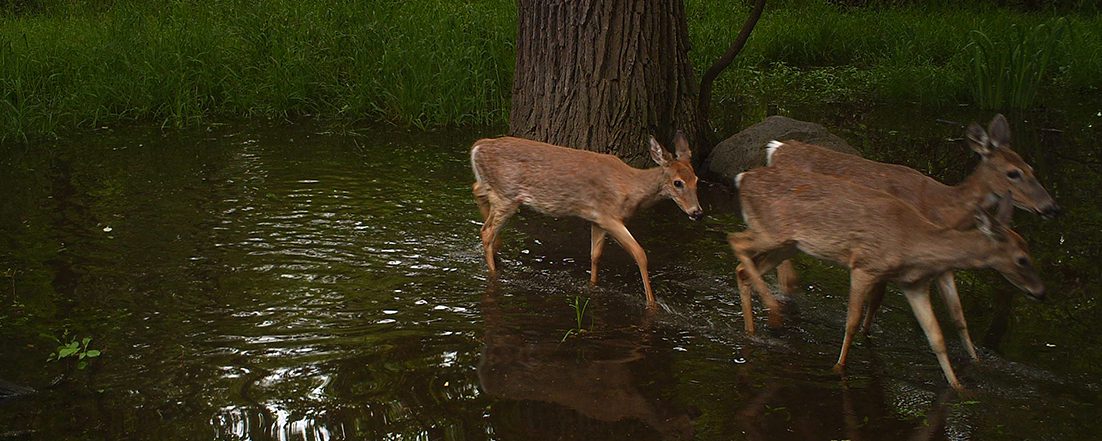 An image from a motion-activated field camera of deer walking through a flooded prairie