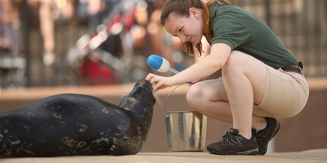 Animal Care staff working with seal