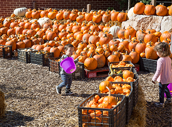 Two children picking out pumpkins at Fall Fest