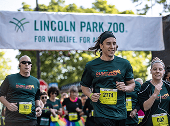 Runners on the Run for the Zoo course