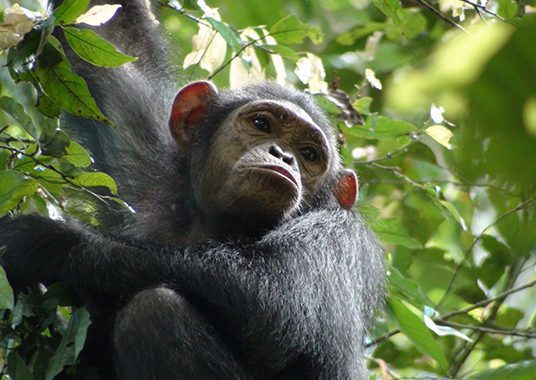 Wild chimpanzee climbing through the trees