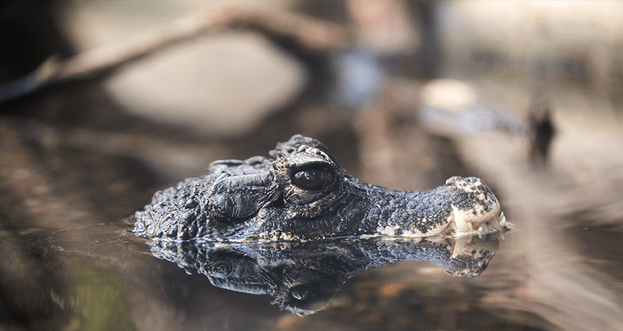 Dwarf Caiman