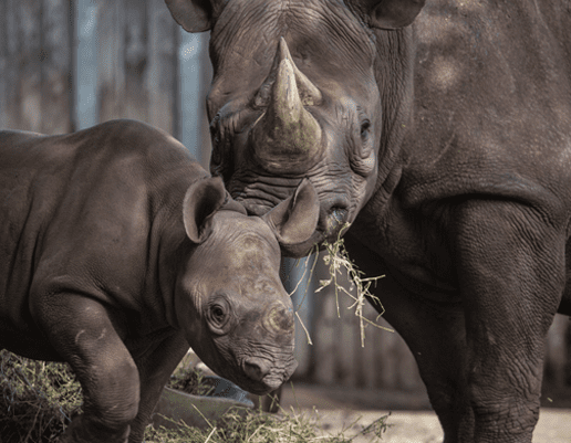 Eastern black rhinoceroses