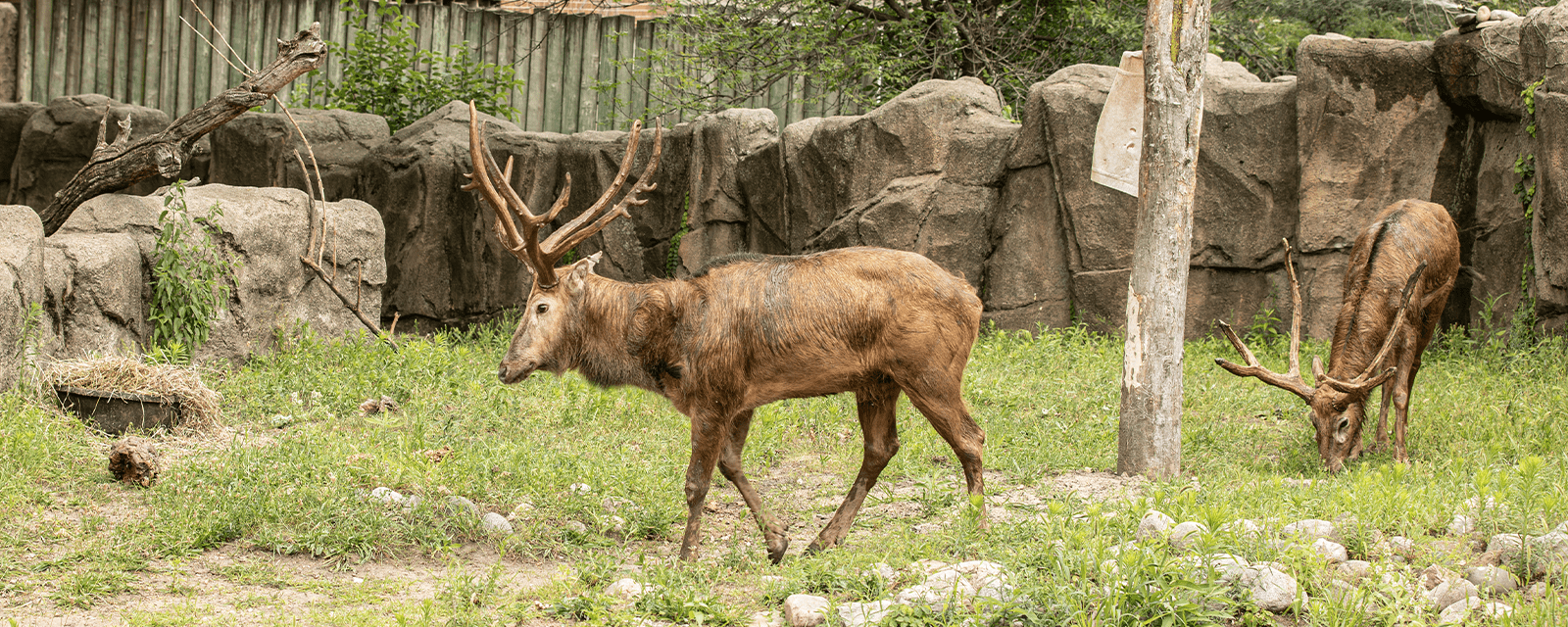 Photo of Pere David's Deer