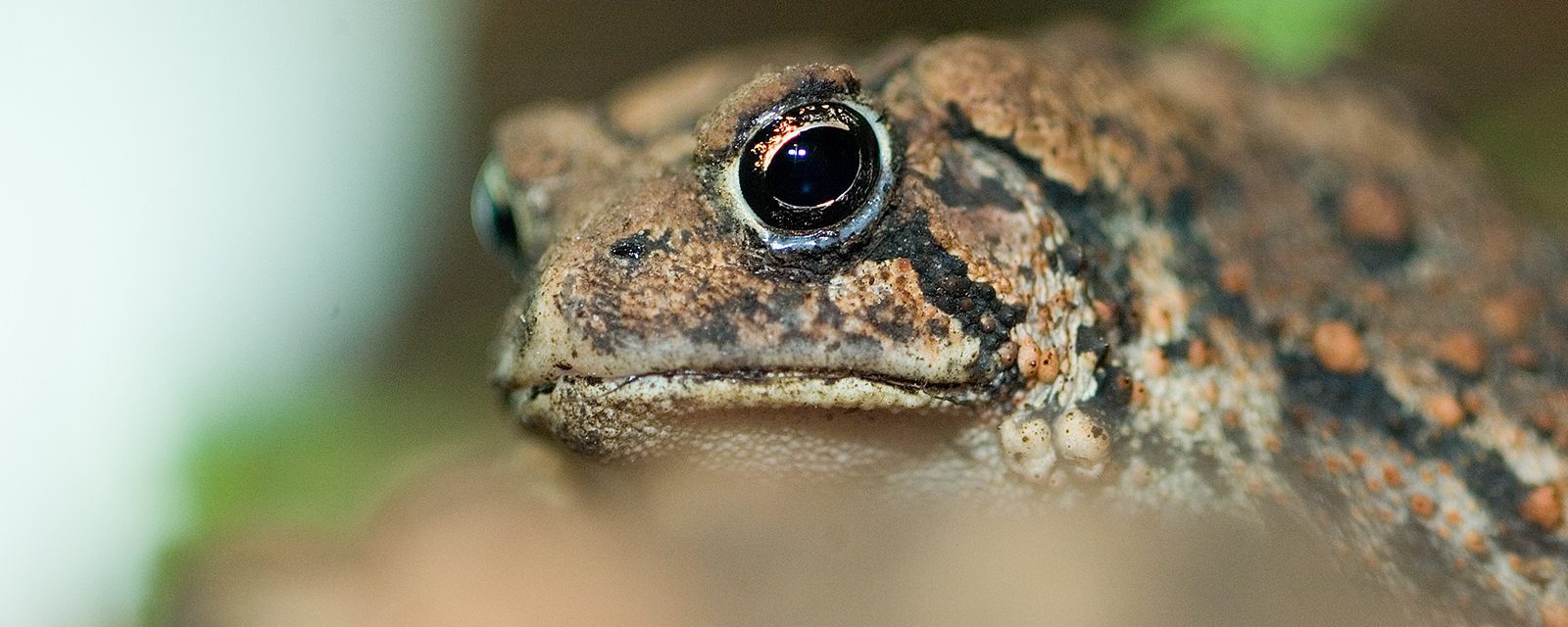 A toad