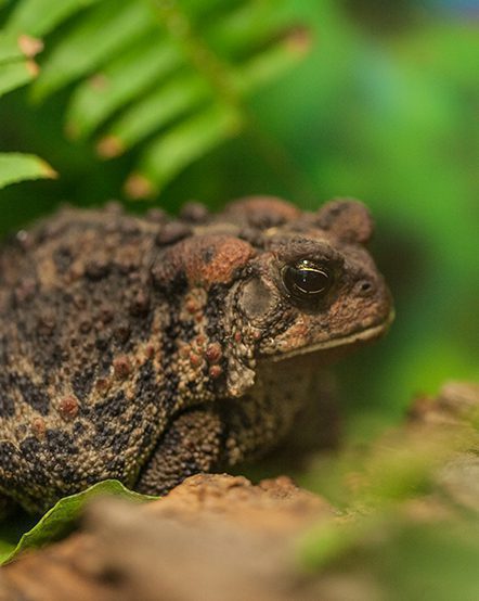 A toad