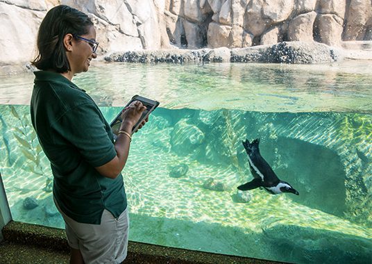 Zoo scientist observing a swimming African penguin in exhibit