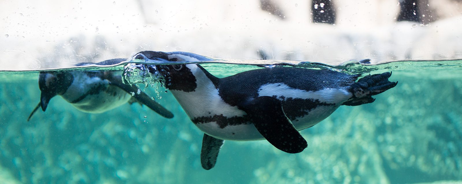 Two African penguins swimming in exhibit