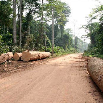 A logging path cut through the African rainforest