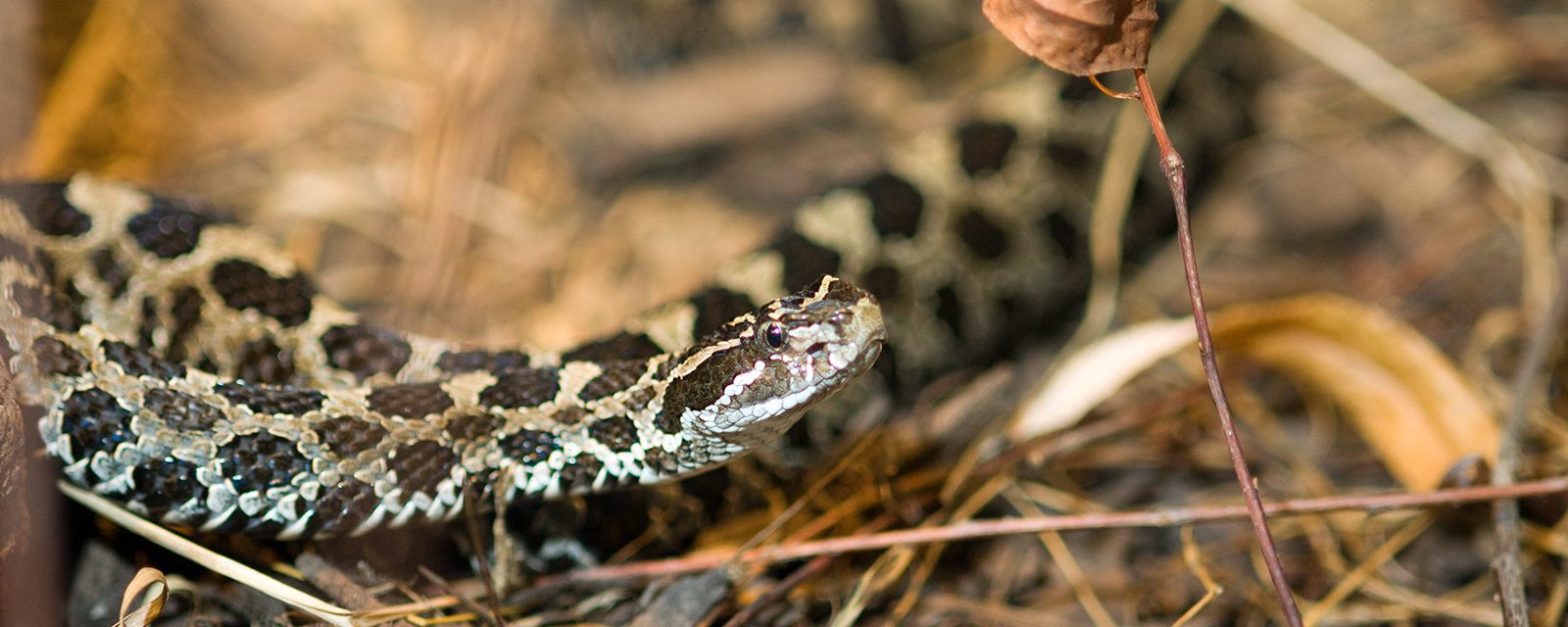 A wild eastern massasauga rattlesnake