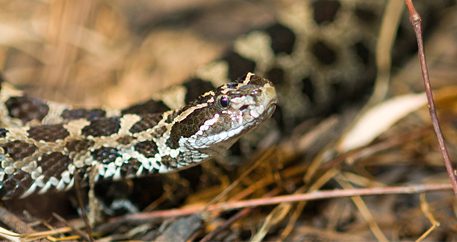 Eastern massasauga rattlesnake in exhibit