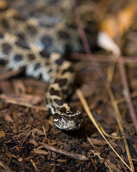 A wild eastern massasauga rattlesnake