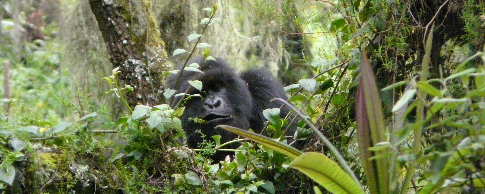 A wild mountain gorilla peering through the foliage