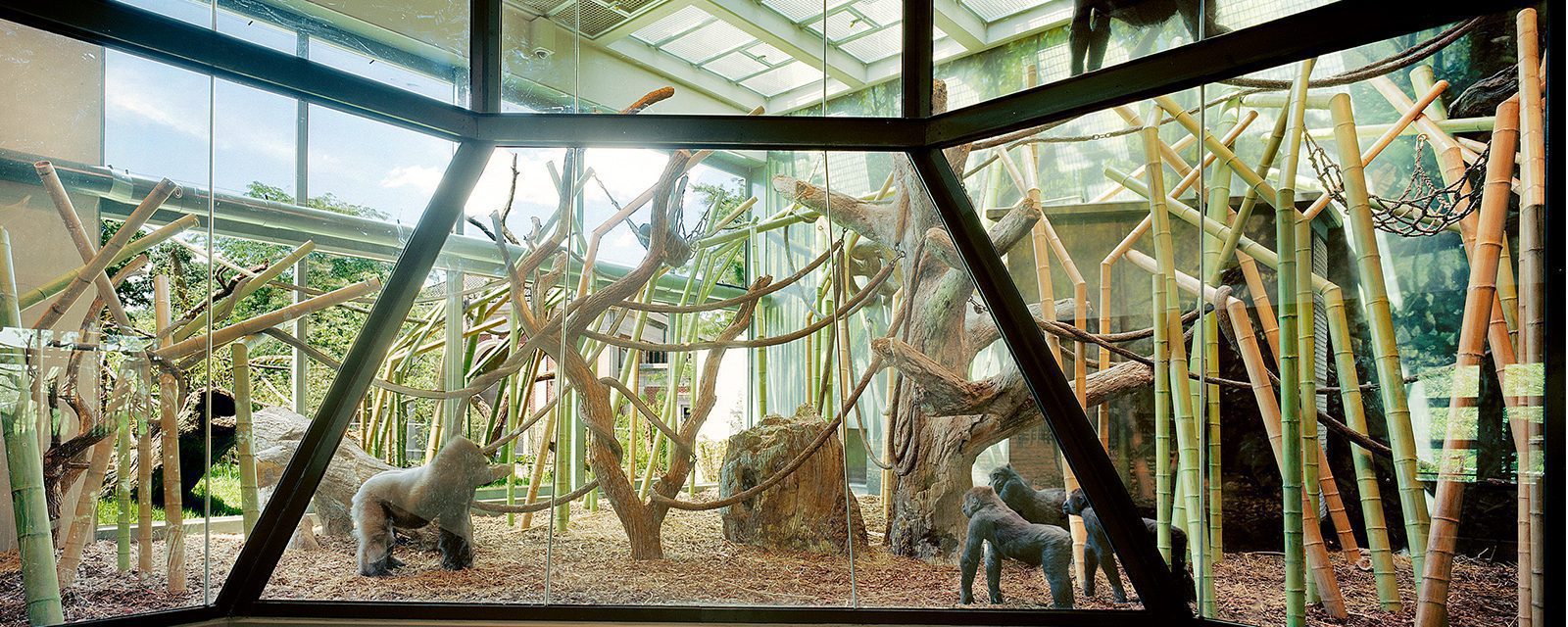 Regenstein Center for African Apes
