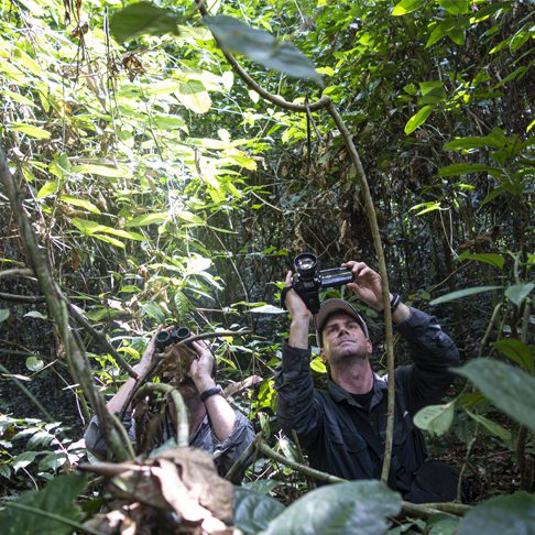 Zoo scientists monitor wild gorillas