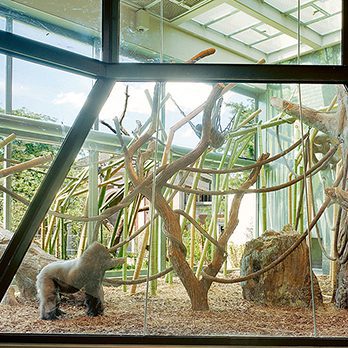 Regenstein Center for African Apes