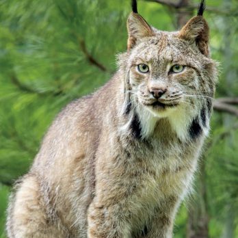 Canada Lynx  Lincoln Park Zoo