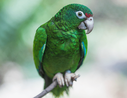 Puerto Rican parrot