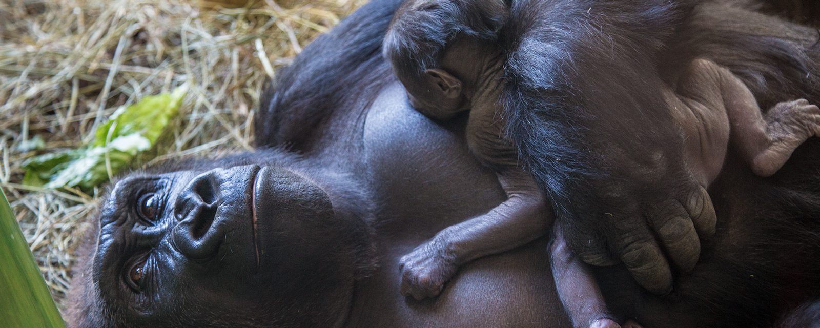 Western lowland gorilla holding newborn gorilla baby in exhibit