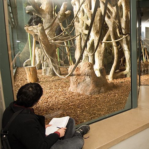 Zoo scientist observing chimpanzees in exhibit