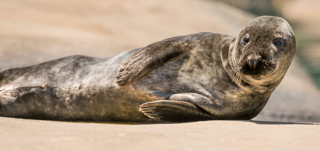 Grey seal lying on rock in exhibit